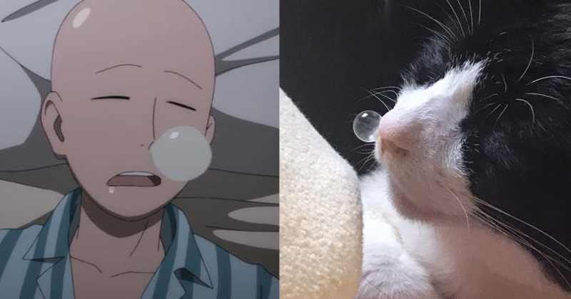 O Gato que Saiu Direto de Um Manga